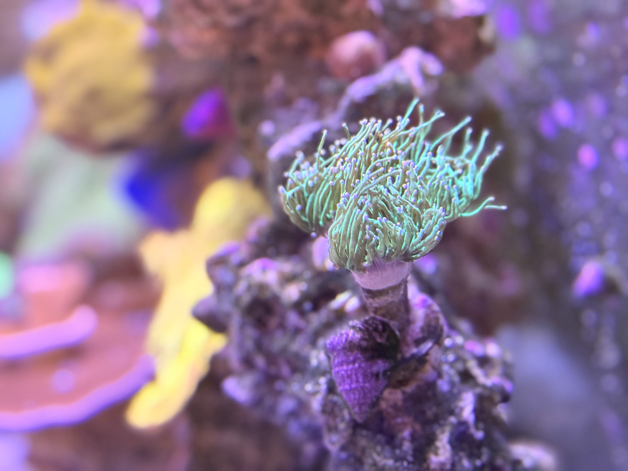 Reef tank 3